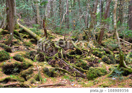 秋　青木ヶ原 108989356