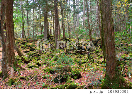 秋　青木ヶ原 108989392