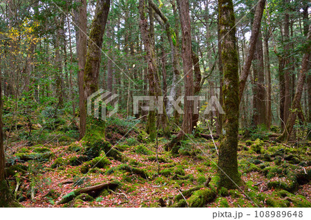 秋　青木ヶ原樹海 108989648