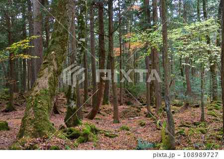秋　青木ヶ原樹海 108989727