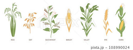Cartoon grain crops. Different cereal grasses. Agricultural plants. Buckwheat and rice. Ear of corn. Oat and rye field. Edible seeds. Barley harvest. Millet stem. Garish vector set 108990024