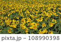 ひまわり畑 108990398