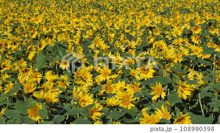 ひまわり畑 108990398