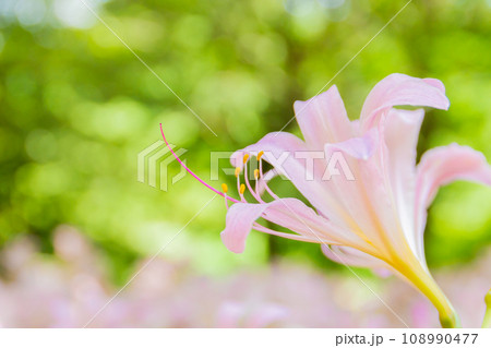 美しい百合の花 美しい百合の花 108990477