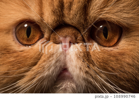 Persian Exotic Longhair cat. Close up portrait of 108990746