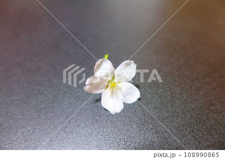満開の桜　桜　さくら　桜　桜の花　花びら　ソメイヨシノ 108990865