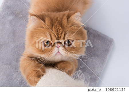 Red Persian Exotic Longhair cat sharpens its claws on the scratching post 108991135