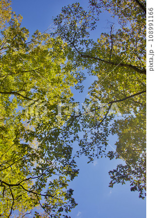 見上げる空に秋の模様、小さな葉がサラサラと、風に鳴る 108991166