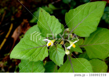 茄子科の植物 暖冬で元気なワルナスビの花 茄子科の植物 暖冬で元気なワルナスビの花 108991559