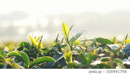 Green tea tree leaves field Fresh young tender bud herbal in farm on summer morning. Sunlight Green tea tree plant camellia sinensis in organic farm. Close up Tree tea plant green nature in morning 108991798