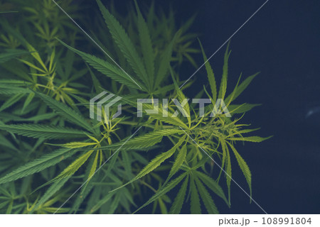 Green Marijuana tree cannabis plant narcotic herbal in greenhouse. Hemp leaf made cannabis crude oil at medicine farm. CBC, THC herb agriculture by Weed leaf Drug and medicine healthcare concept Green Marijuana tree cannabis plant narcotic herbal in greenhouse. Hemp leaf made cannabis crude oil at medicine farm. CBC, THC herb agriculture by Weed leaf Drug and medicine healthcare concept 108991804