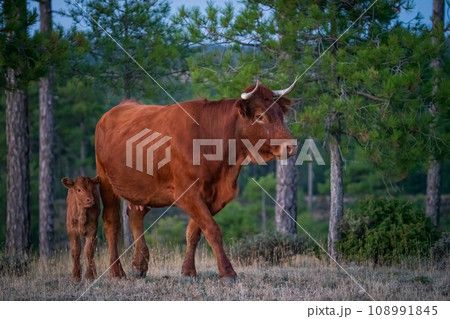 Cow and Calf Strolling in Green Pastures on a Sunny Day 108991845
