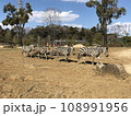 シマウマのいる風景 108991956
