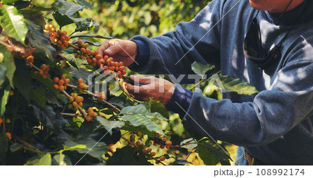 Man Hands harvest yellow coffee bean ripe berries plant fresh seed coffee tree in green eco organic farm. Close up hands harvest yellow ripe coffee seed robusta arabica berry harvesting coffee farm Man Hands harvest yellow coffee bean ripe berries plant fresh seed coffee tree in green eco organic farm. Close up hands harvest yellow ripe coffee seed robusta arabica berry harvesting coffee farm 108992174