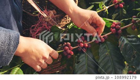 Coffee plant farm woman Hands harvest raw coffee beans. Ripe Red berries plant fresh seed coffee tree growth in green eco farm. Close up hands harvest red seed in basket robusta arabica plant farm. 108992179