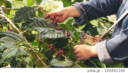 Close up hands harvest red seed in basket robusta arabica plant farm. Coffee plant farm woman Hands harvest raw coffee beans. Ripe Red berries plant fresh seed coffee tree growth in green eco farm 108992186