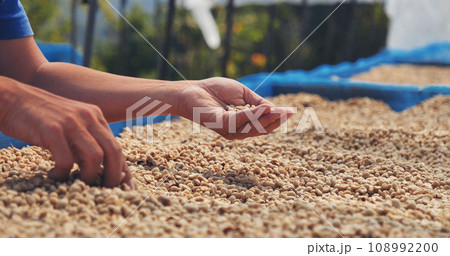 Close up Hand with Raw coffee beans heap dry green seed. Farmer's hands selected waste rod unroasted grain in eco farm. Arabica farm plant coffee bean agriculture objects. Sun dried Fresh black coffee 108992200