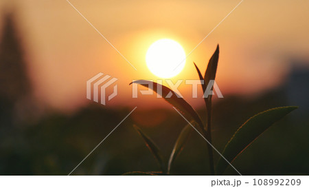 Green tea tree leaves field Fresh young tender bud herbal in farm on summer morning. Sunlight Green tea tree plant camellia sinensis in organic farm. Close up Tree tea plant green nature in morning Green tea tree leaves field Fresh young tender bud herbal in farm on summer morning. Sunlight Green tea tree plant camellia sinensis in organic farm. Close up Tree tea plant green nature in morning 108992209