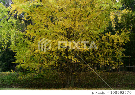 幻想的なイチョウ 108992570