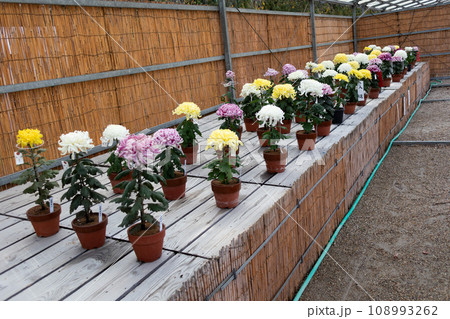 菊の花のコンテスト 菊の花のコンテスト 108993262