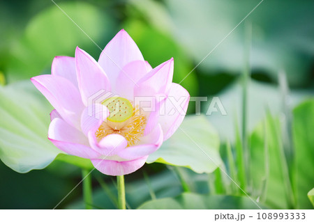 薄桃色の美しい蓮の花 オールドレンズ撮影 薄桃色の美しい蓮の花 オールドレンズ撮影 108993333