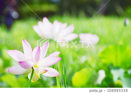 薄桃色の美しい蓮の花　オールドレンズ撮影 108993338