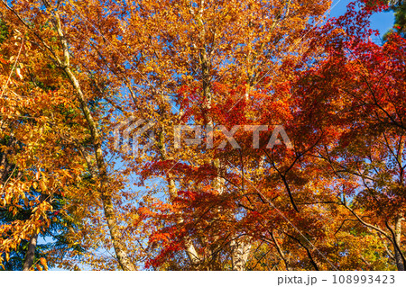 カエデとケヤキの紅葉を見上げる 108993423