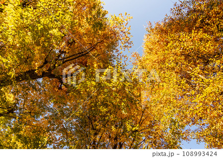 ケヤキの紅葉を見上げる 108993424