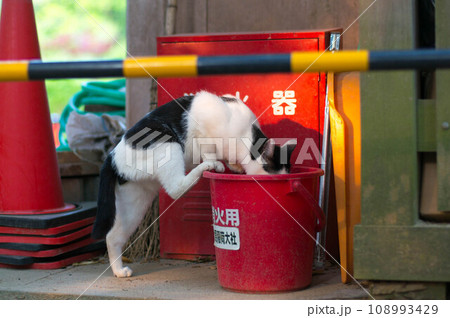 京都 伏見稲荷大社にて、消火用バケツの水を飲む野良猫 108993429