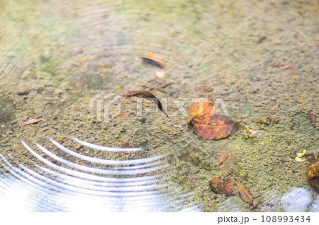 日本の京都にある澄んだ綺麗な池を泳ぐモリアオガエルのオタマジャクシ 日本の京都にある澄んだ綺麗な池を泳ぐモリアオガエルのオタマジャクシ 108993434