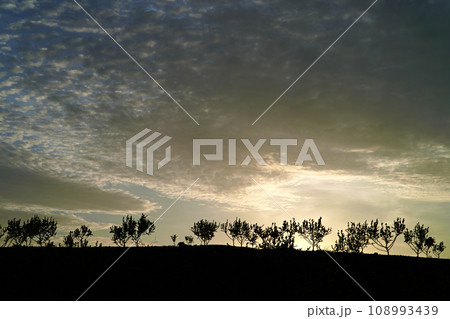 早朝、海辺の草原 早朝、海辺の草原 108993439