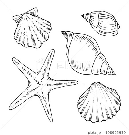 Seashell outline set. Vector illustration of sea conch and starfish. Hand drawn graphic clipart of shell. Linear drawing on isolated background. Black contour line art of scallop and clam 108993950