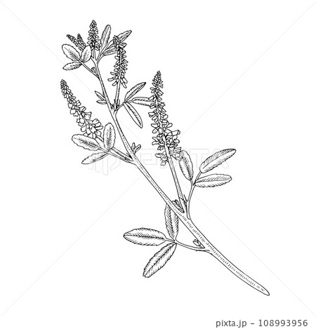 Sweet clover Vector outline illustration. Hand drawn graphic clipart of melilot flower. Black line art. Bouquet officinalis herb linear drawing on isolated background. Medicinal meadow plant Sweet clover Vector outline illustration. Hand drawn graphic clipart of melilot flower. Black line art. Bouquet officinalis herb linear drawing on isolated background. Medicinal meadow plant 108993956