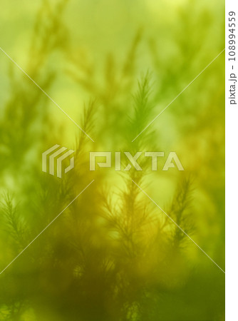 モミの木のシルエット、緑のクリスマスの背景 108994559