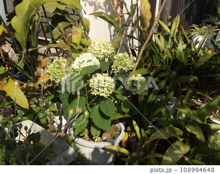 黄緑色の花から白い色に変わり始めたアンベルアジサイ 108994648