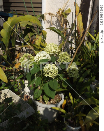 黄緑色の花から白い色に変わり始めたアンベルアジサイ 黄緑色の花から白い色に変わり始めたアンベルアジサイ 108994649