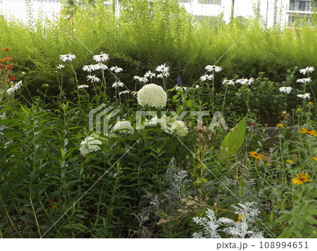 白い色に変わったアナベルアジサイ 白い色に変わったアナベルアジサイ 108994651