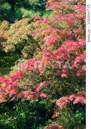 紅葉したモミジの木 紅葉したモミジの木 108994715