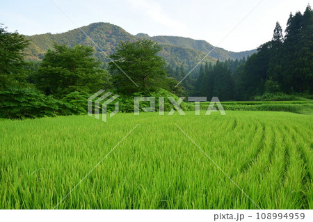 北五百川の棚田(新潟県) 北五百川の棚田(新潟県) 108994959
