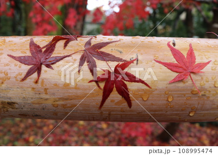 表面がつやつやの紅葉 glossy red leaves 108995474