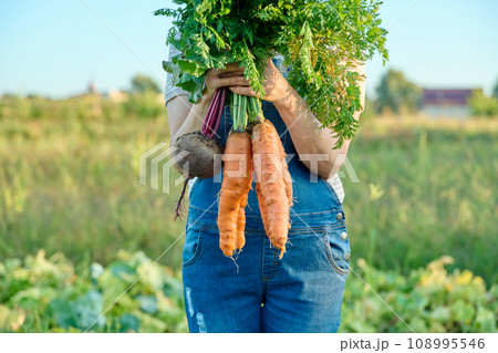 Close-up harvest of carrots and beets in hands of female farmer, farmer's market 108995546