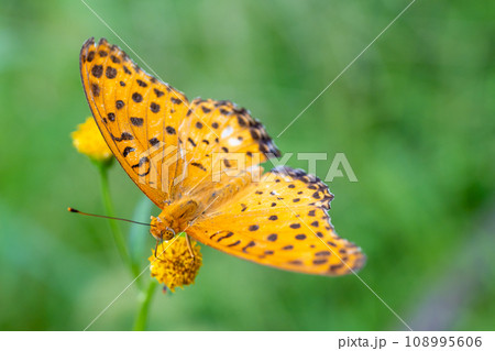 花の密を吸うツマグロヒョウモン 108995606