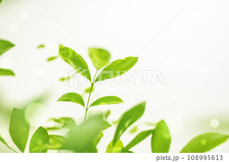 シルクジャスミンの緑の葉 108995613
