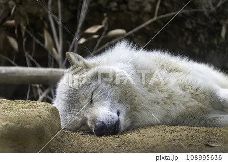 昼寝する白オオカミ 108995636