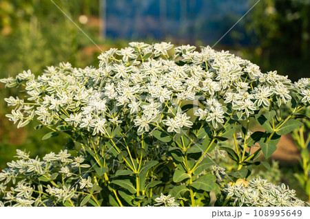 真夏の雪化粧の初雪草 真夏の雪化粧の初雪草 108995649