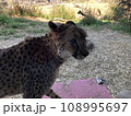 見つめるチーター 108995697