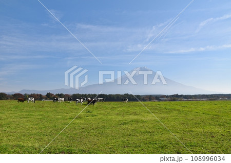 富士山と牛 静岡 富士山と牛 静岡 108996034