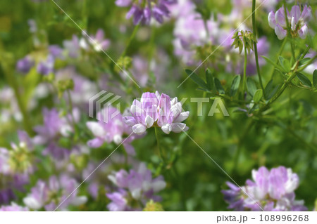 Purple crown vetch 108996268
