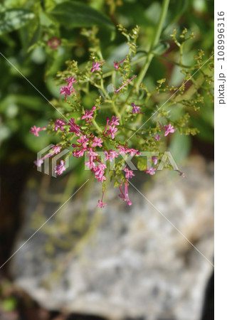 Red valerian Red valerian 108996316