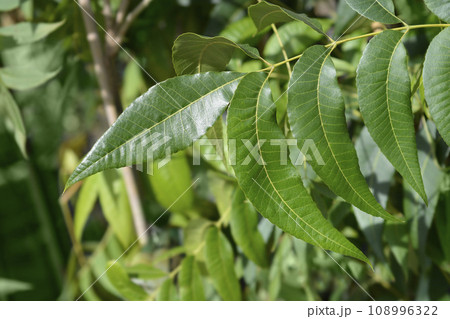 Pecan tree 108996322